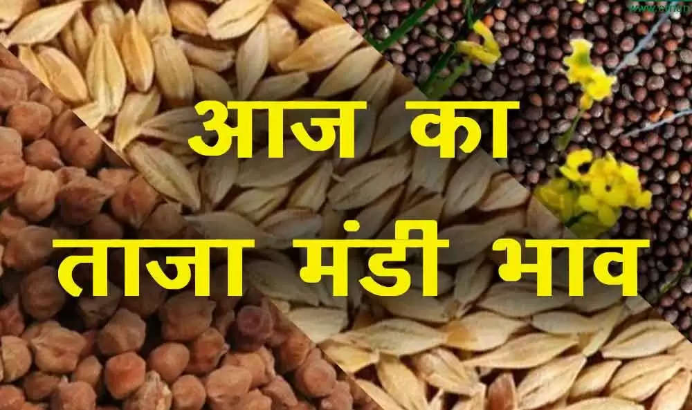 Haryana Rajasthan Mandi Bhav 23 नवंबर 2021- कृषि मंडियों में आज नरमा, कपास, ग्वार, सरसों, मूंग, मोठ के ताजा भाव