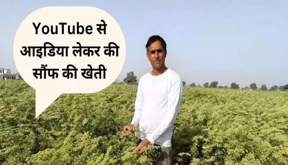 हरियाणा के सिरसा जिले के किसान ने YouTube से आइडिया लेकर की सौंफ की खेती, अब महक रही धरती
