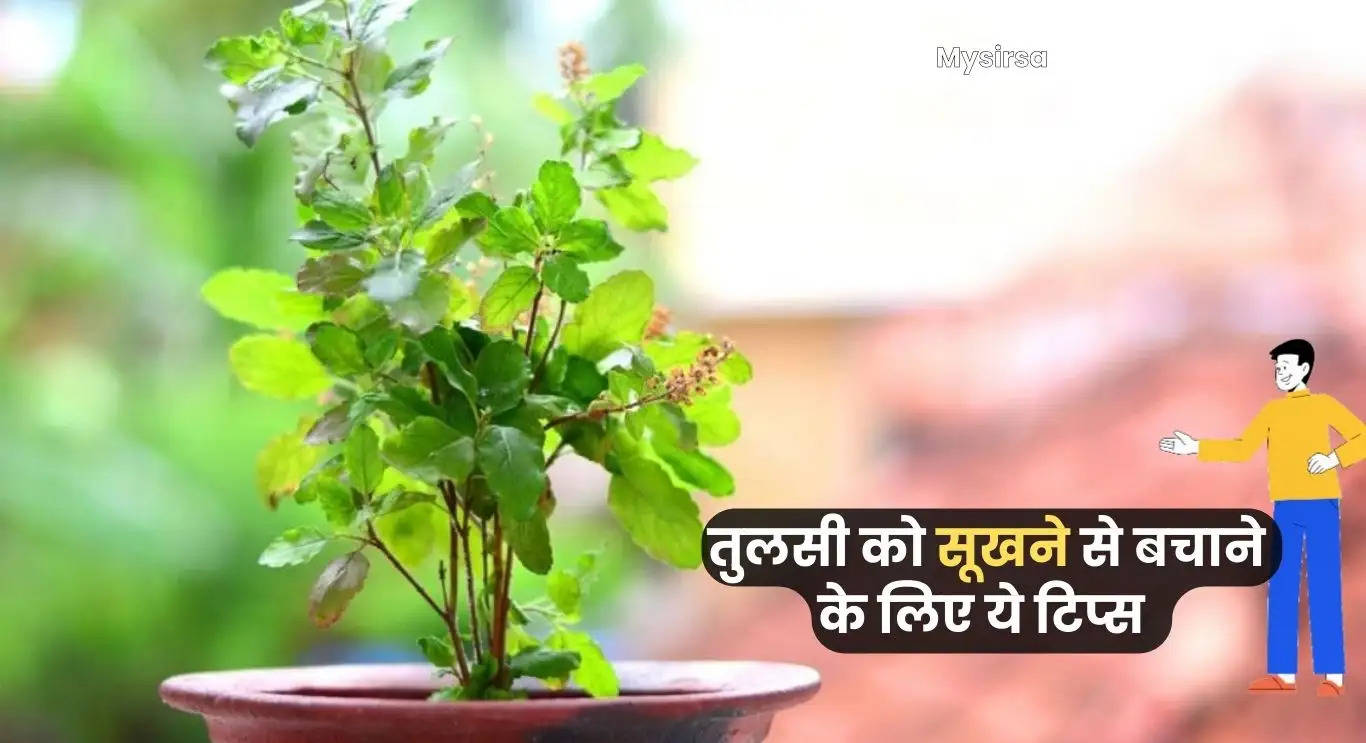 Tulsi Plant Care Tips: तुलसी का पौधा सालों-साल हरा-भरा रह सकता है, बस रखें इन बातों का ध्यान 