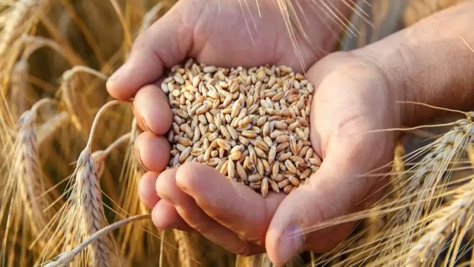 Wheat Price Down