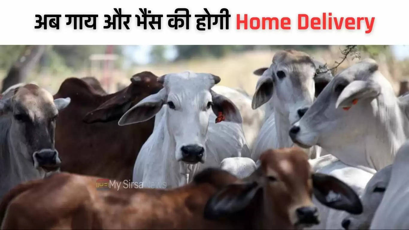 Cow Home Delivery: अब गाय और भैंस की होगी Home Delivery, घर बैठे इस वेबसाइट से खरीद सकेंगे पशु 