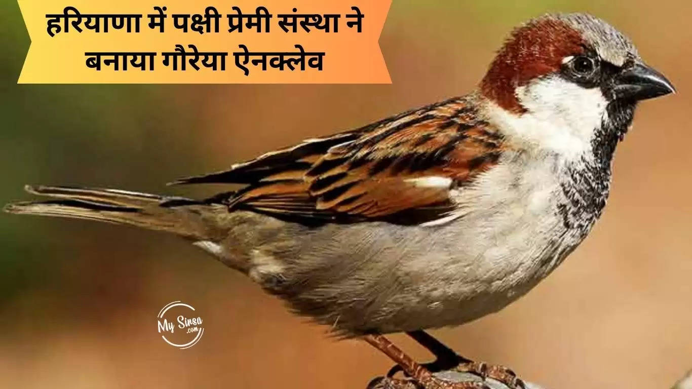 Haryana Save Sparrows