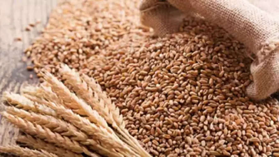 Indian Wheat :गेहूं की कीमतों में उतार-चढ़ाव पर सरकार की नजर, असामान्य उछाल पर उठाए जाएंगे कदम