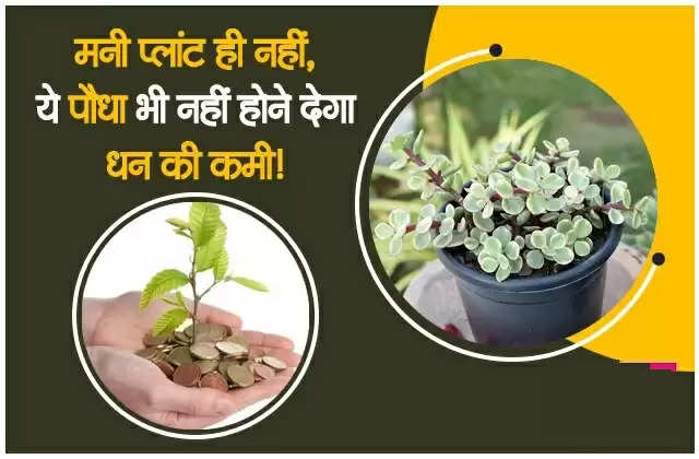 Plant Tips For Money: घर में लगाएं ये एक पौधा, चुंबक की तरह खींच लाएगा धन !
