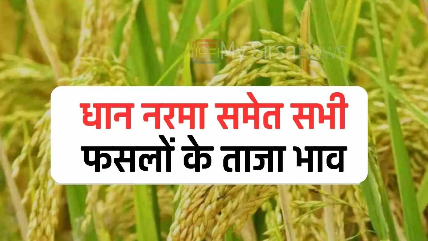 Aaj Ka Mandi Bhav: हरियाणा समेत विभिन्न राज्यों की मंडियों में धान समेत अन्य फसलों के ताजा भाव हुए जारी, देखें 
