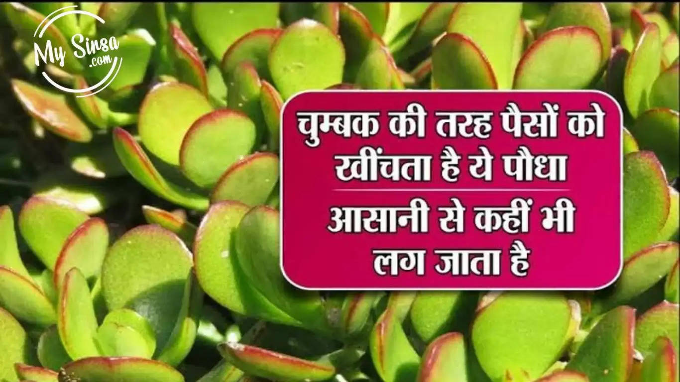 Vastu Tips: चुंबक की तरह अपनी ओर पैसों को खींचता है यह पौधा, आप भी अपनाकर देखिए यह वास्तु टिप्स