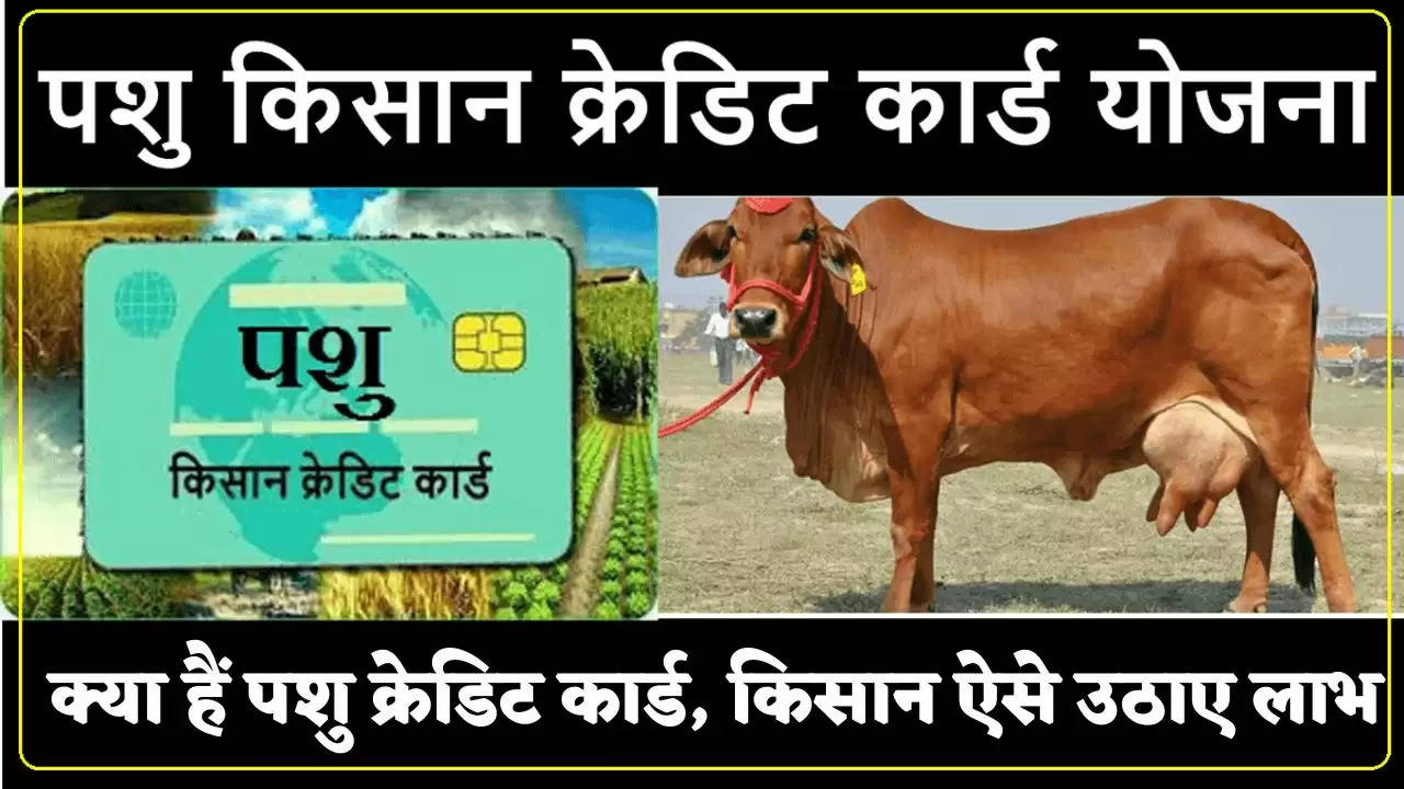 Animal Credit Card : क्या हैं पशु क्रेडिट कार्ड,किसान कैसे उठा सकते हैं  इसका फायदा,जानिए पूरी जानकारी