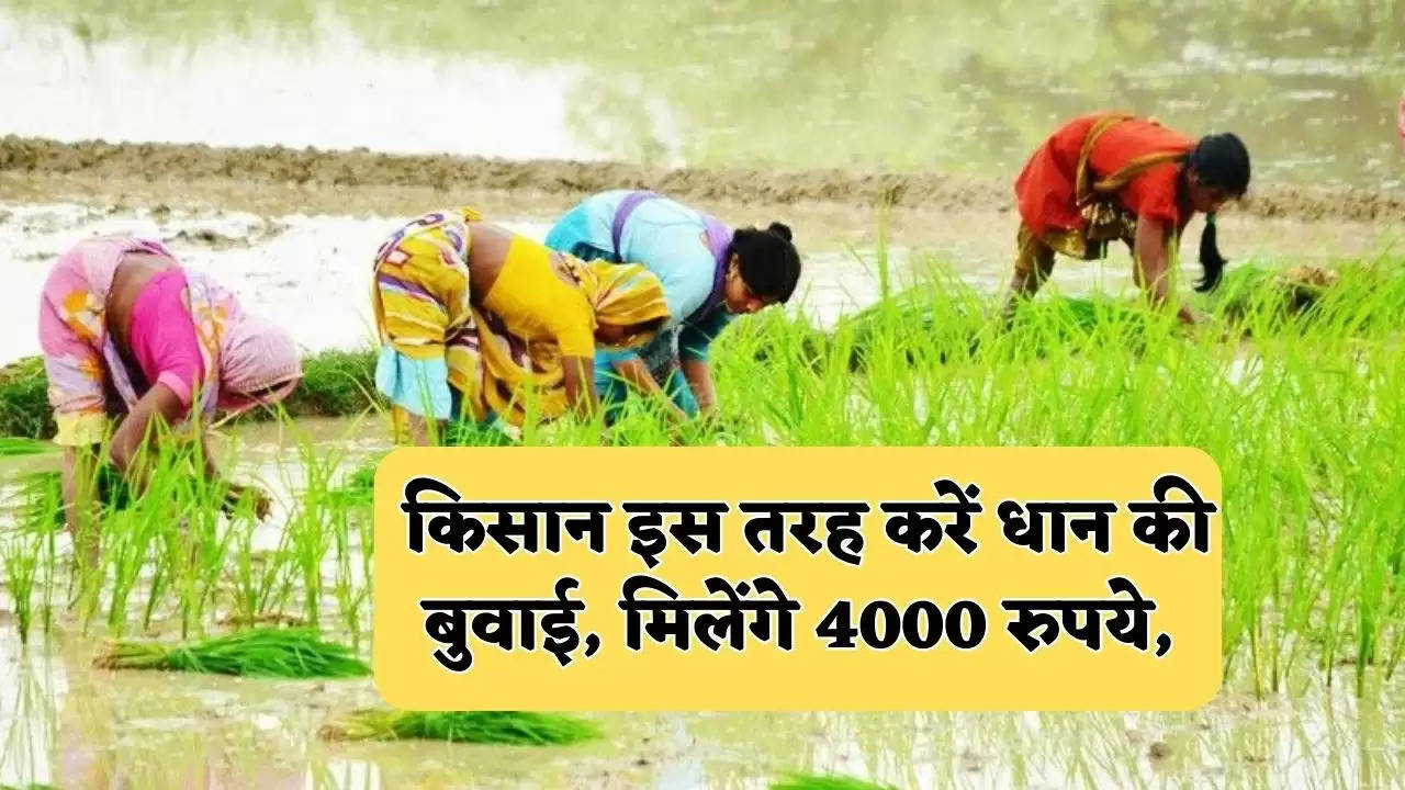 किसान इस तरह करें धान की बुवाई, मिलेंगे 4000 रुपये, 