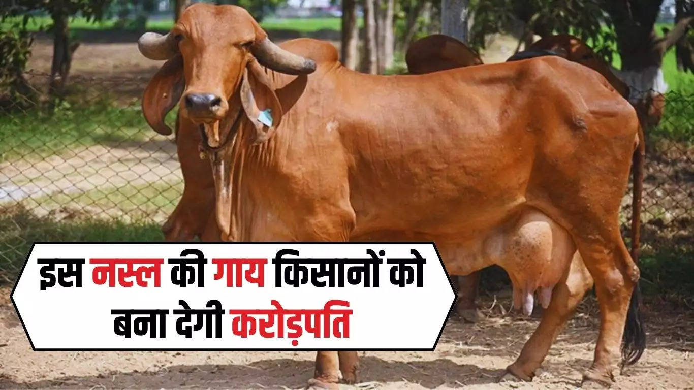 Cow Farming: आपको करोड़पति बना देगी इस नस्ल की गाय, रोजाना देती है 80 लीटर दूध