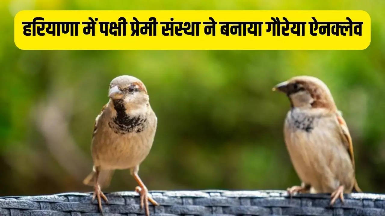 Haryana Save Sparrows: हरियाणा में गौरैया (चिड़िया) गांव के घरों में खूब देखने को मिलती थी, लेकिन अब ऐसा नहीं है। शहरीकरण की वजह से गौरैया विलुप्त हो गई।  लेकिन कुछ लोग आज भी समाज में ऐसे हैं जो इन चिड़ियों के संरक्षण में लगे हुए हैं।   करनाल के श्यामनगर में पक्षी प्रेमी संस्था द्वारा गौरैया ऐनक्लेव बनाया हुआ है, जो इन गौरैया के संरक्षण के लिए काम कर रही है।   Also Read - Haryana Sarso Kisan: हरियाणा में सरसों की खरीद बंद होने पर गुस्साए किसान, कई जगहों पर लगाए जाम  इस संस्था द्वारा श्याम नगर में करीब एक हजार से ज्यादा चिड़ियों के लिए घर बनाए हुए हैं।   जहां पर आज गौरैया की ची-ची की आवाज सुनाई देती है। गायब हो रही गौरेया की बड़ी संख्या को देखकर लोगों ने इस निवास स्थान को गौरेया ऐनक्लेव का नाम दे दिया।   पिछले 1 साल में यहां पर 3 चिड़ियां थी, अब यहां पर इनकी संख्या बढ़कर करीब 4 हजार हो चुकी है। क्योंकि गौरेया को यह निवास स्थान काफी पंसद आ रहा हैं।   करनाल में यह सब पक्षी प्रेमी संस्था सत्या फाउंडेशन के सदस्यों के अथक प्रयासों की बदौलत संभव हुआ है। इतना ही नहीं यहां प्रशासनिक अधिकारी भी इन गौरैया के इस निवास को देखने आते हैं। गौरैया अब घर आंगन में कम ही नजर आती हैं। इंसान के आधुनिकता और स्वार्थीपन ने इन परिंदों को बेघर सा कर दिया।    जब मकान कच्चे होते थे तो गौरेया भी अपना घोंसला इन कच्चे मकानों में बना लेती थी।   कच्चे मकानों की कोमल मिट्टी की तरह इंसान के मन भी इन परिंदों के प्रति प्यार से भरे होते थे, लेकिन मकान पक्के हुए तो इंसानों के मन भी कठोर हो गए।   इन पक्के मकानों में अगर कोई गौरेया गलती से घोंसला बना भी लेती है तो उसे बाहर भगा देते हैं।  अब लोग भी चाहते हैं कि वे भी इस तरह से पक्षियों का आशियाना बनाए।   इतना ही नही प्रशासनिक अधिकारी भी इस मोहल्ले में अकसर आते रहते हैं।   गौरेया के लिए ये प्रयास सराहनीय है और मेनका गांधी भी इसकी सराहना कर चुकी है।  संस्था अब तक 1200 से अधिक मजबूत लक्कड़ के घोंसले बनावा कर अनेक जगह पर लगवा चुकी है।    संस्था द्वारा विश्व गौरैया दिवस, राहगिरी, पार्कों, मंदिर, हाईवे आदि पर 1100 से अधिक घोंसले आमजन को फ्री वितरित किए।   श्याम नगर में पांच वर्ष पहले ही कुछ घोंसलो के साथ शुरुआत की गई थी और उनमें रहने के लिए गौरैया आने लग गई थी।  गौरेया मिक्स दाने को बहुत पसंद करती है। जिसके लिए बर्ड फीडर बनाकर उनमें एक-एक महीने का मिक्स दाना रख दिया जाता है
