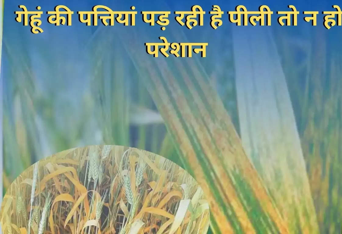 Wheat Cultivation: