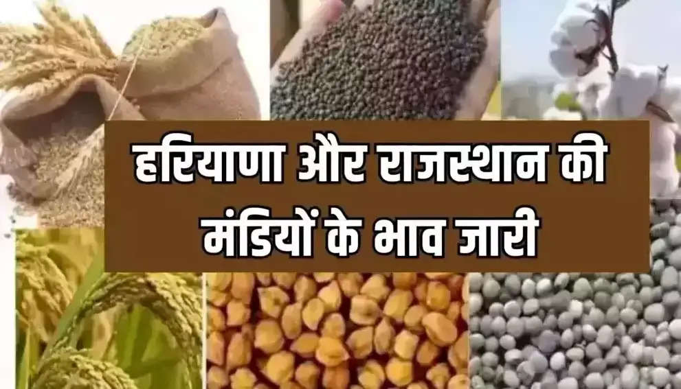 Mandi Bhav: हरियाणा राजस्थान की विभिन मंडियों के भाव हुए जारी, देखें धान, नरमा समेत अन्य फसलों के ताजा दाम 