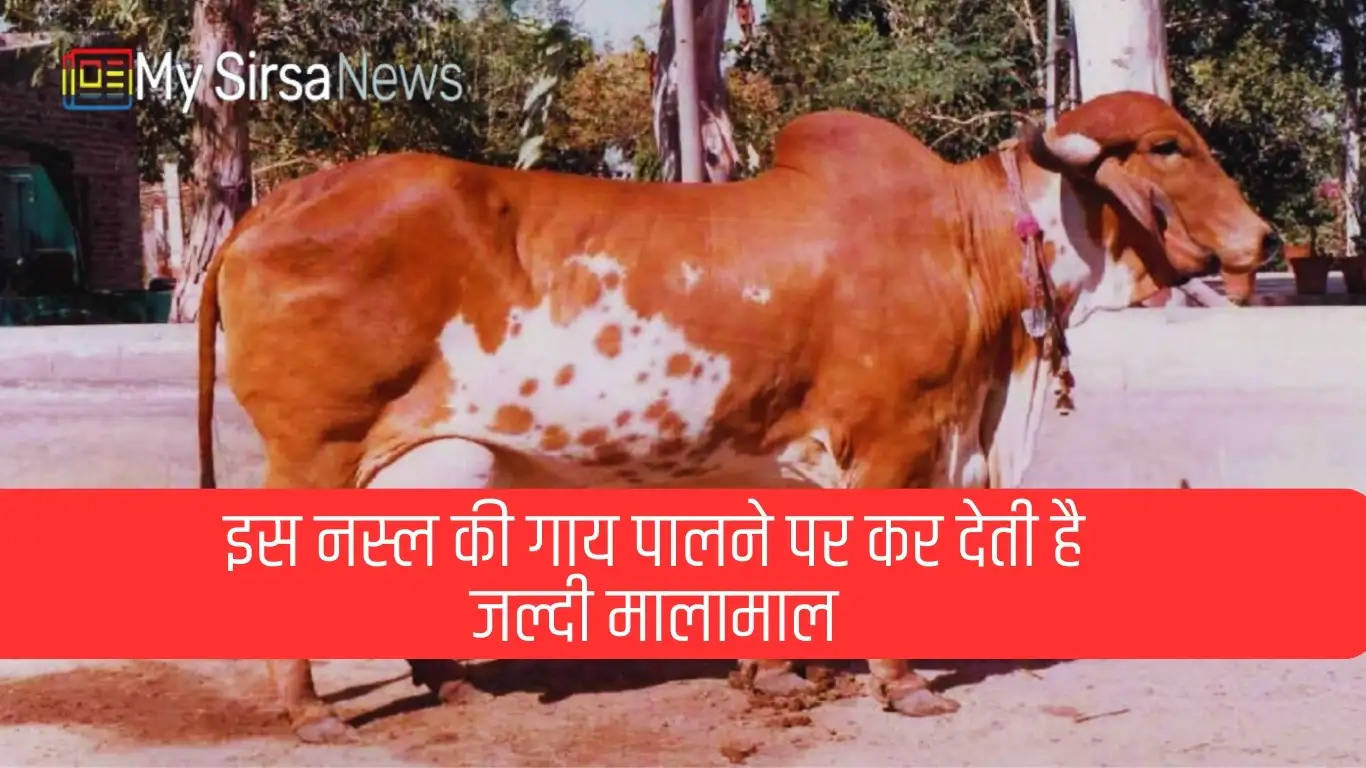 इस नस्ल की गाय देती है सबसे ज्यादा दूध, चंद ही महीनों मे कर देगी मालामाल 