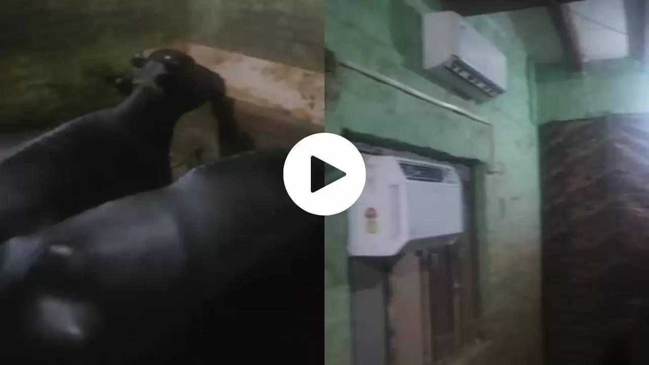 Air Conditioner In Stable: भैंसों को गर्मी से बचाने के लिए तबेले में लगा दिए 2-2 AC, वीडियो देख लोग बोले- हमें भी काम पर रख लो...