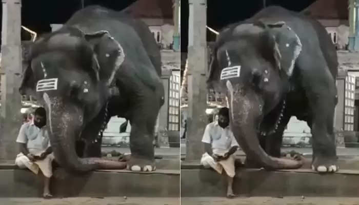 Viral: शख्स के फोन में ऐसे ताका-झांकी करने लगा हाथी, Video देख हो जाएंगे  हंसते-हंसते लोटपोट!