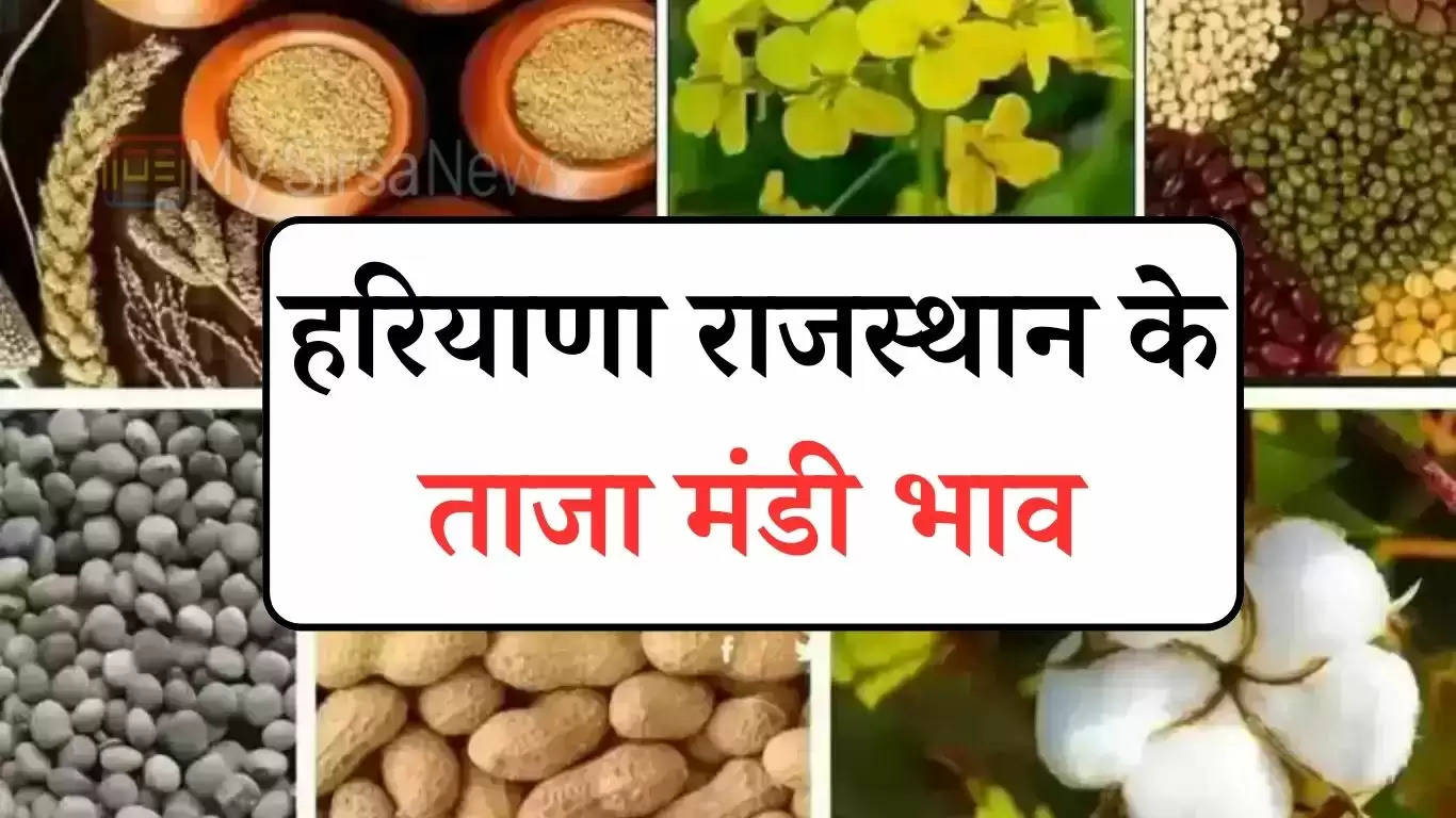 Mandi Bhaav: हरियाणा राजस्थान समेत विभिन राज्यों की मंडियों के ताजा भाव हुए जारी, देखें सभी फसलों के दाम