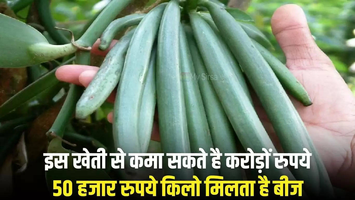 इस खेती से कमा सकते है करोड़ों रुपये, 50 हजार रुपये किलो मिलता है बीज, जानिए इसके बारे में 