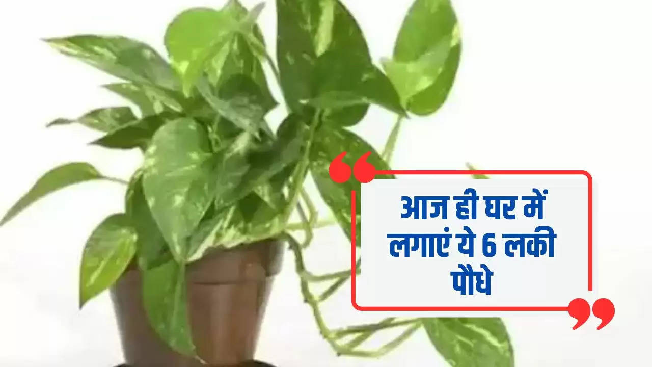 Lucky Plants: आज ही घर में लगाएं ये 6 लकी पौधे, धन से भर जाएगी तिजोरी