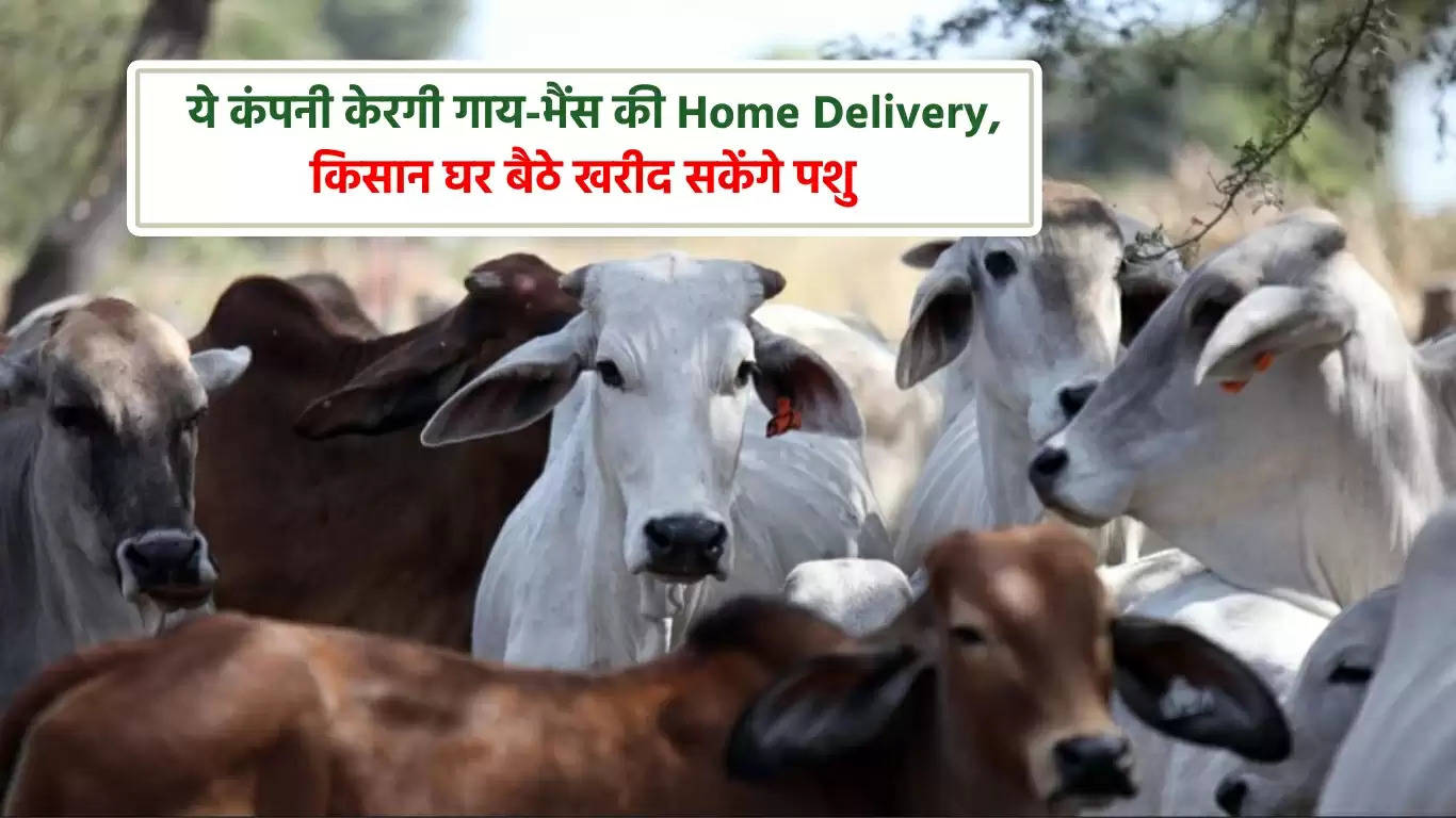   ये कंपनी केरगी गाय-भैंस की Home Delivery, किसान घर बैठे खरीद सकेंगे पशु
