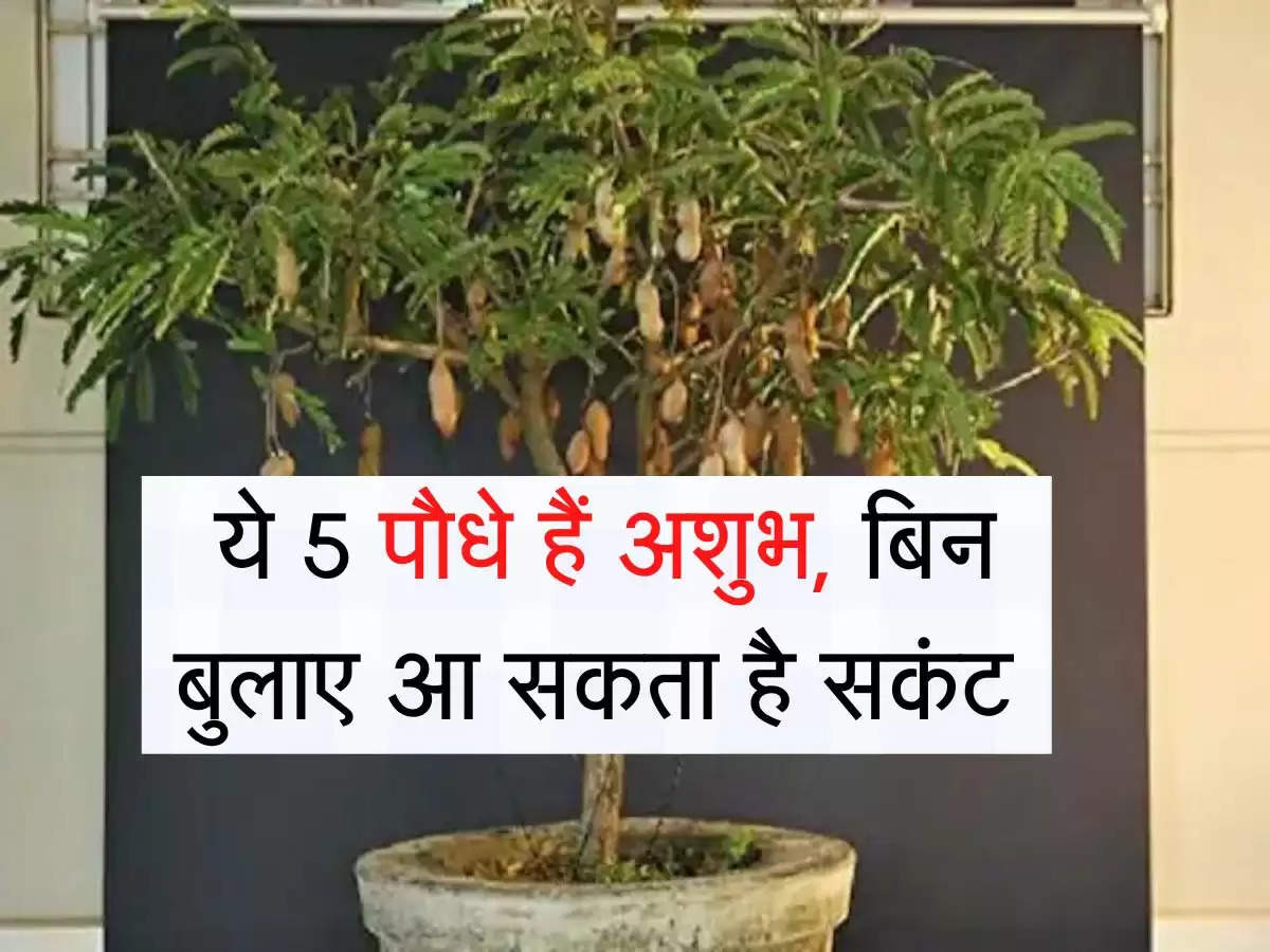Vastu Tips for Plants: ये 5 पौधे हैं अशुभ, घर में भूलकर भी न लगाएं, बिन  बुलाए आ सकता है सकंट