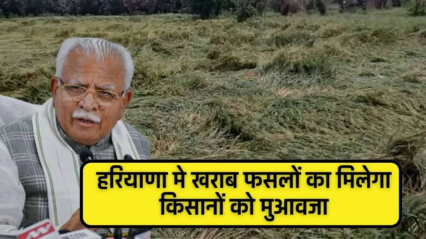 Haryana: हरियाणा मे खराब फसल का किसानों को मिलेगा मुआवजा, जल्दी इस पोर्टल पर करे ब्यौरा अपलोड
