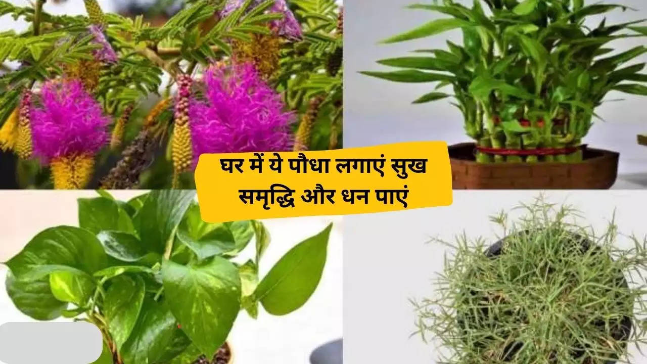Vastu Shastra Tips: घर में ये पौधा लगाएं,सुख, समृद्धि और धन पाएं, लेकिन बरतनी होंगी ये सावधानी