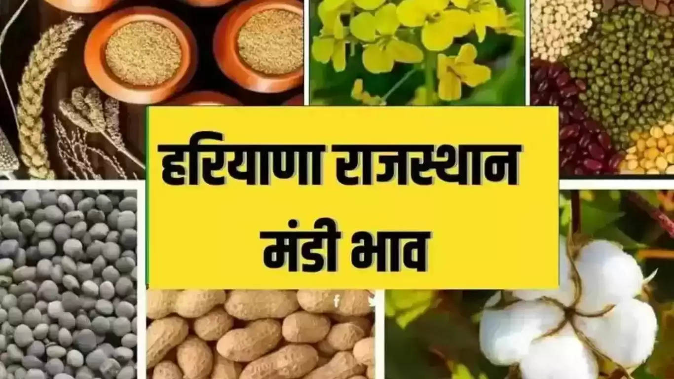 हरियाणा और राजस्थान के मंडी भाव, जानें नरमा, कपास, सरसों और गेहूं समेत सभी फसलों के ताजा भाव