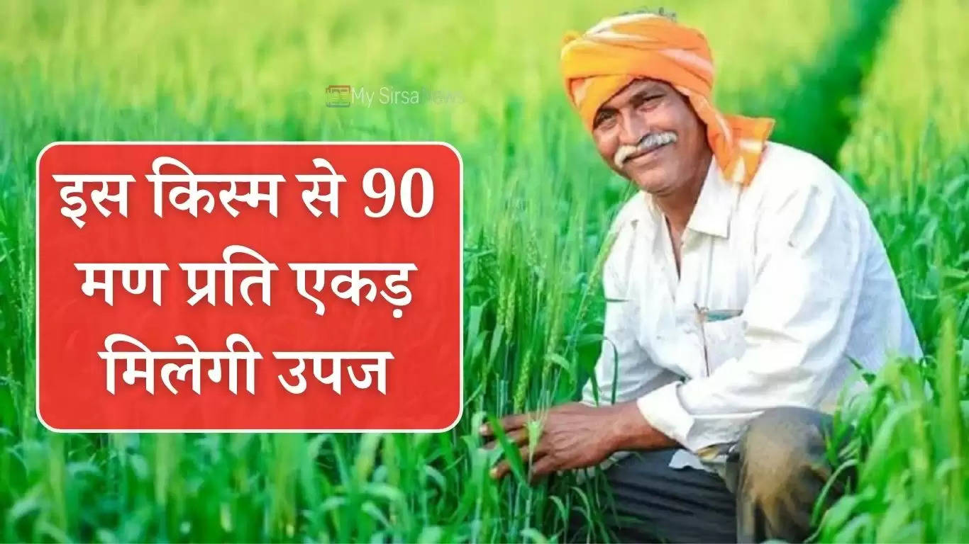 Haryana Farmers News: हरियाणा में किसान होंगे मालामाल, इस किस्म से 90 मण प्रति एकड़ मिलेगी उपज