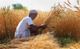 एग्रीस्टैक किसान आईडी जल्द बनवाएं किसान, कृषि योजनाओं व खाद प्राप्त करने में मिलेगी सुविधा