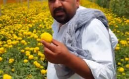 Fortune turned around after moving away from traditional farming in Sirsa; farmer Mukesh started cultivating marigolds and vegetables alongside Kinnow.
