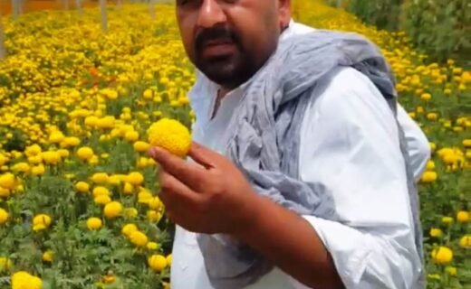 Fortune turned around after moving away from traditional farming in Sirsa; farmer Mukesh started cultivating marigolds and vegetables alongside Kinnow.